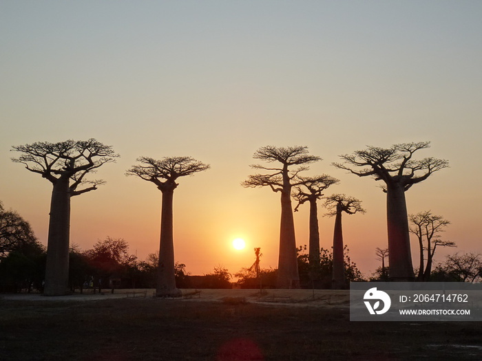 Baobab trees at sunset at the avenue of the baobabs in Morondava　(Madagascar)