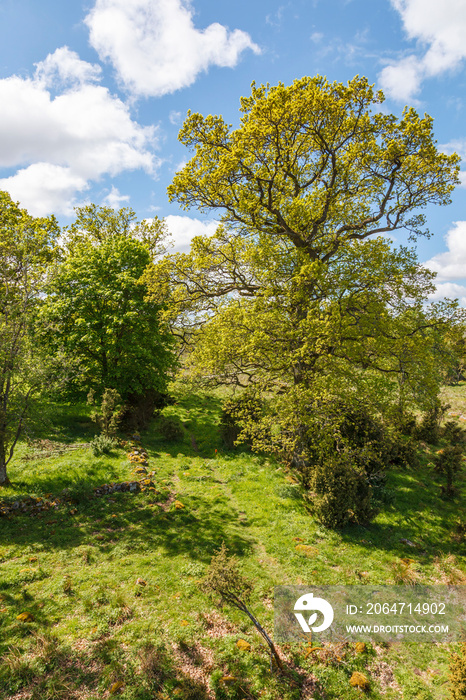 Lush trees in a pasture