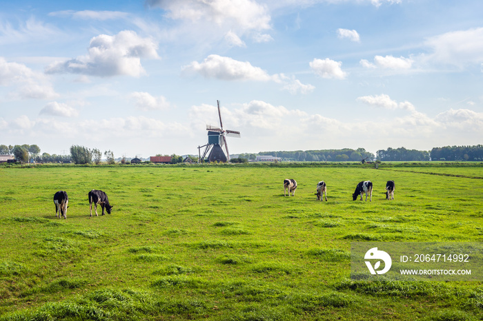 典型的荷兰围场景观，草地上有放牧的奶牛