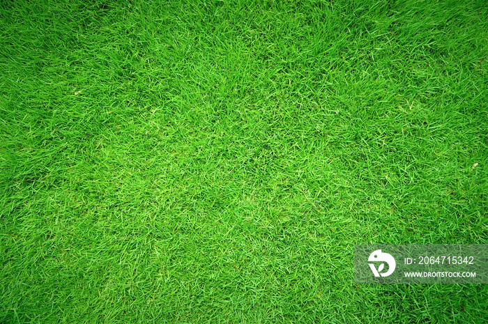 绿草纹理背景，草地花园俯视图用于制作绿色地板的理想概念