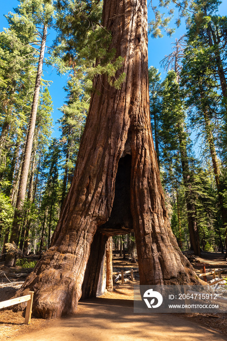 Giant Sequoia tree in Mariposa Grove, Yosemite National Park, California, USA