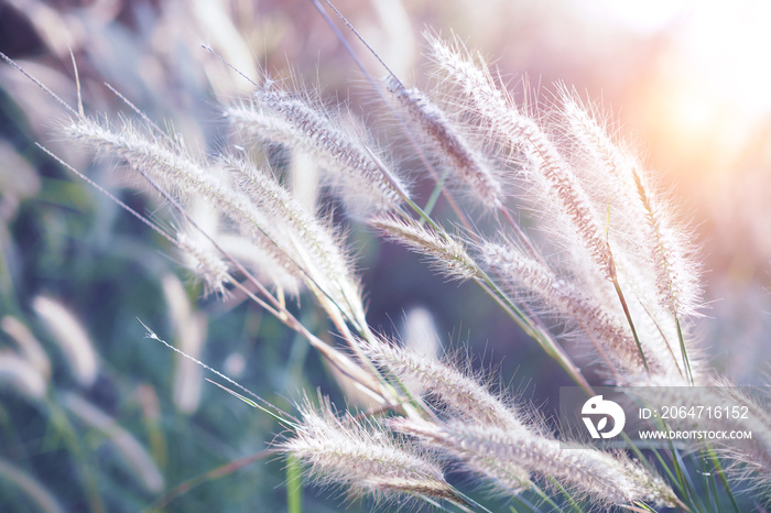 Grass flower with sunset for nature background, soft and blurred focus