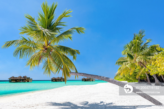 Coconut palm trees on the beach at Lankanfinolhu island, Maldives