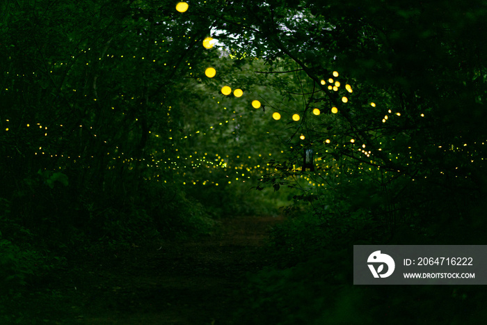 抽象而明亮的萤火虫在森林中飞行。萤火虫（Lampyridae）在灌木丛中飞行。
