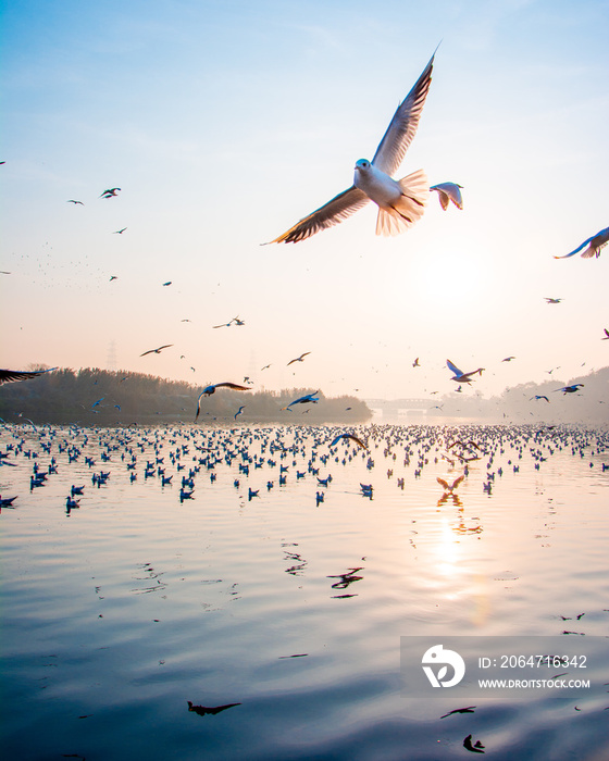 A beautiful view of seagulls on the sunrise in India