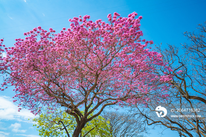 lapacho rosado tree blooming with pink flowers in Buenos Aires