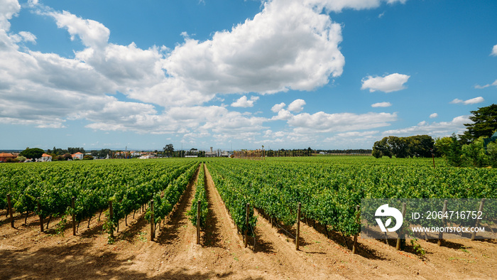 Vineyard at Azeitao in the Setubal region, Portugal