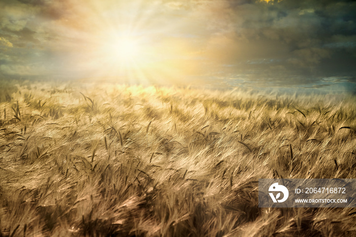 Wheat field, cloudy landscape at sunset. Beatiful agricultural field at dusk 