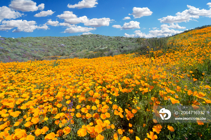 Golden poppy field with blue sky and clouds in Lake Elsinore California