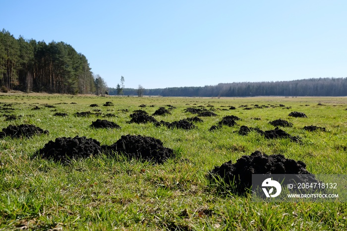 A field with a huge number of molehills in early spring.