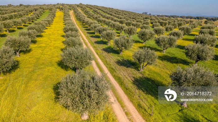 Drone aerial view of olive grove in Alentejo Portugal