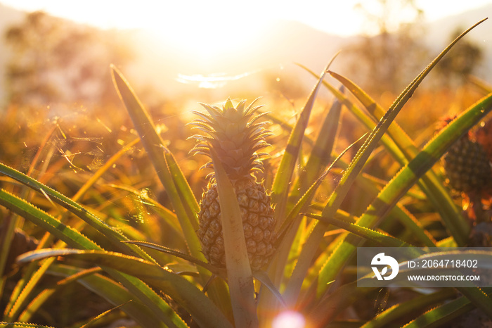 Pineapple tropical fruit growing in garden at sunset time.