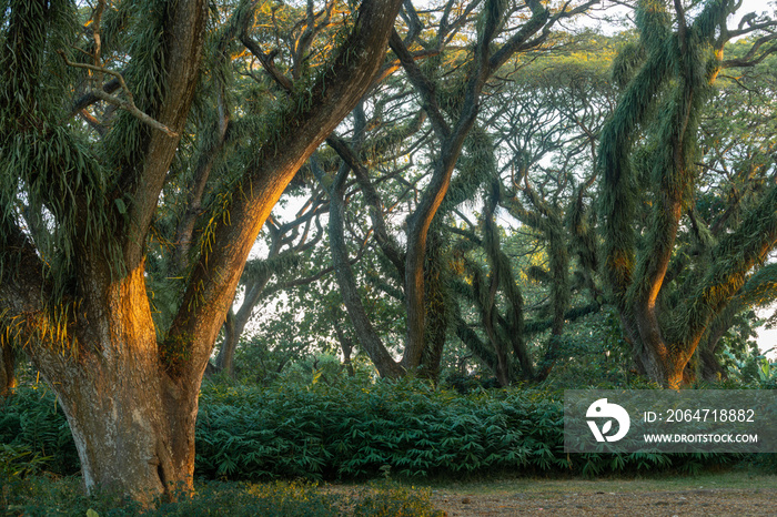 Indonesia Forest Park Photography Picture