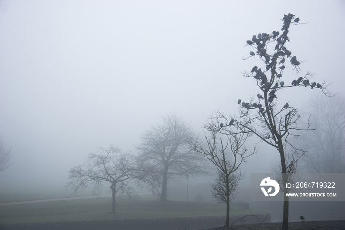 雾霾中的英国公园，忧郁忧郁的心情，沉思忧郁，哥特式的感觉。