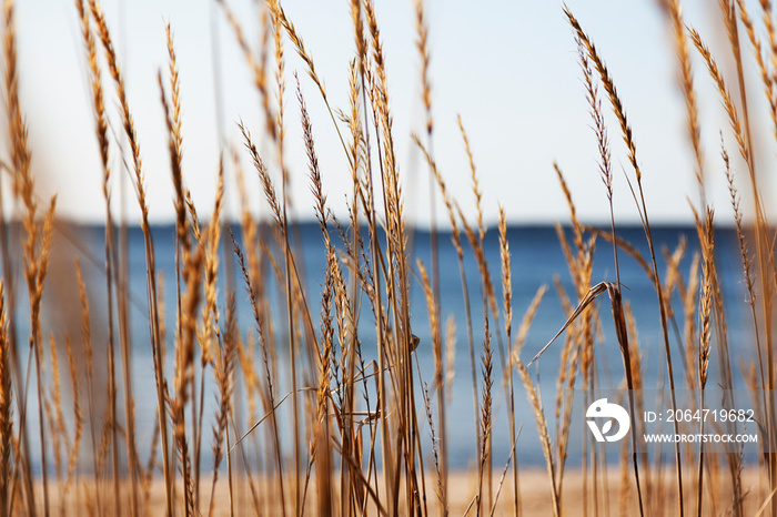 reed on the beach by the sea a few miles outside the center of Umea