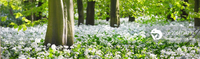 荷兰莱顿Stochemhoeve的绿色森林和盛开的野生大蒜（Allium ursinum）