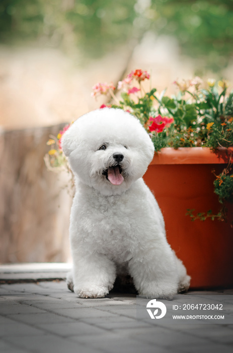 bichon frize可爱的小狗在公园里有趣地散步