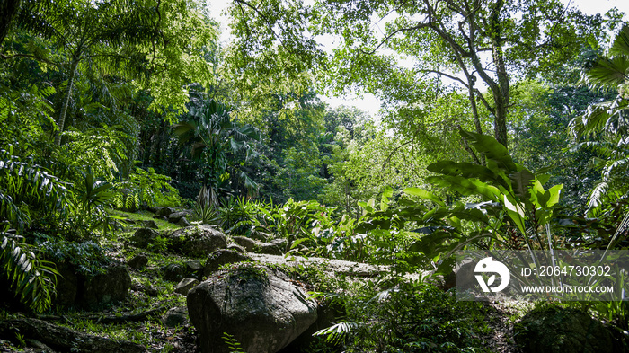 Thick green tropical forest with bushes and palm trees.