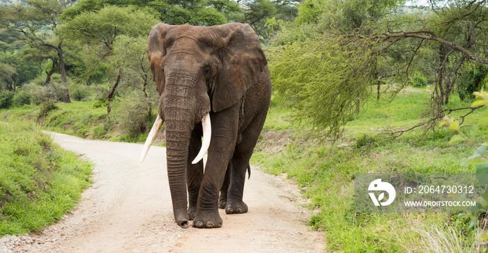 Herd of african bush elephants  (Loxodonta Africana) in the Tarangire National Park in Tanzania.