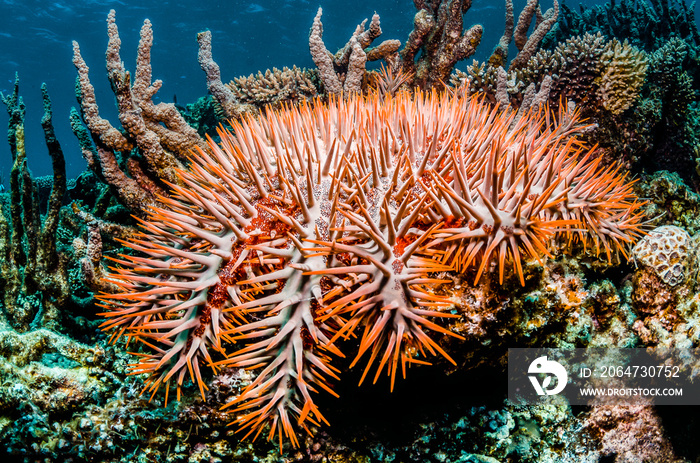 Crown of Thorns Starfish on Coral