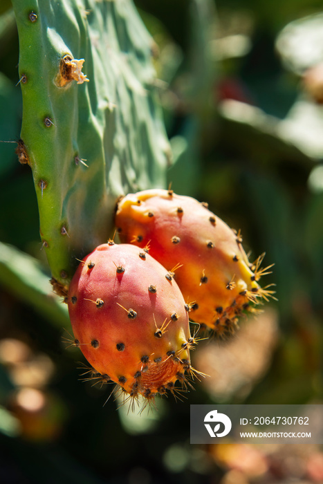 ripe prickly pear fruits on the plant