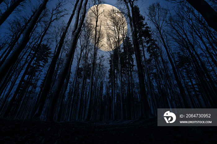 森林与月亮