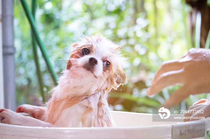 A dog is having shower.