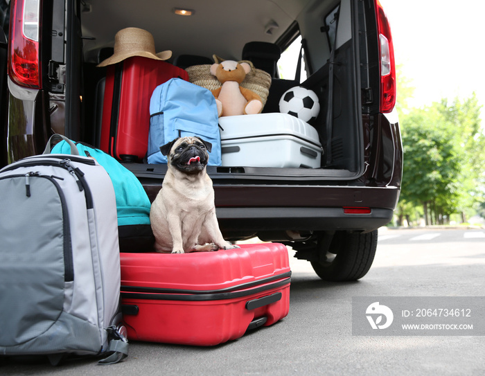 装有可爱的哈巴狗和行李的汽车行李箱。旅行概念