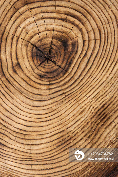 Wood texture from cut tree trunk, closeup. Cross section of a tree trunk.