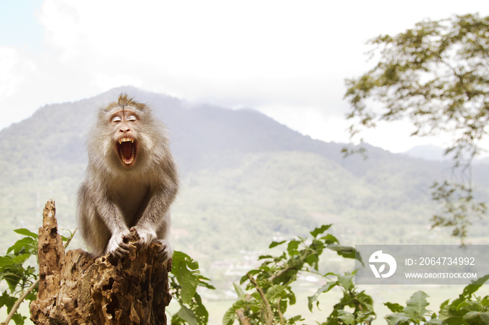 Long-tailed Macaque sitting on tree trunk