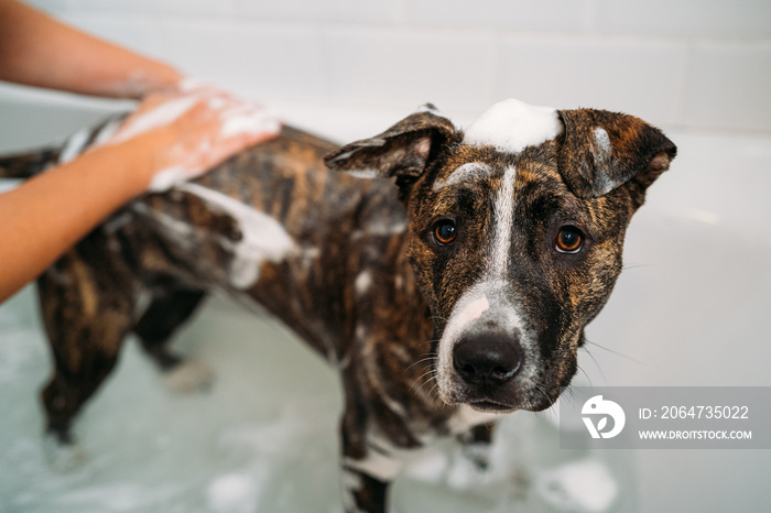 Bathing of an American Staffordshire Terrier or the Amstaff dog. Happiness dog taking a bubble bath.