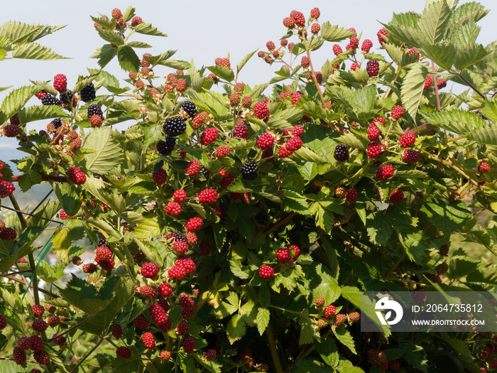 Mûrier (Rubus fruticosus) ou ronce aux mûres rouges non maturées