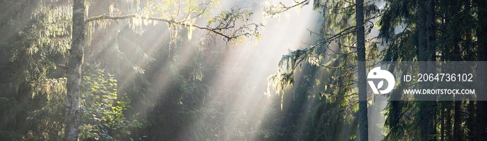 Sun rays flowing through the tree trunks of the evergreen forest. Fairy summer landscape. Pine trees