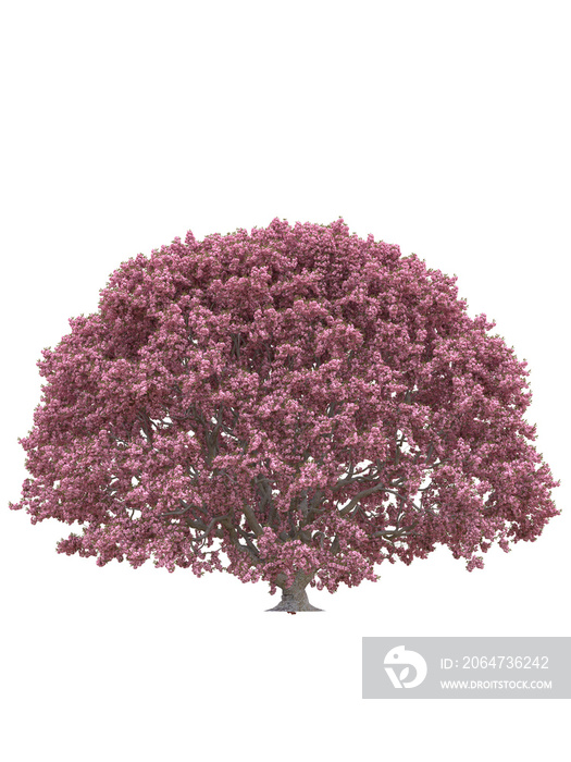 Pink sakura japanese tree, cherry blossom isolated on white background with clipping path.