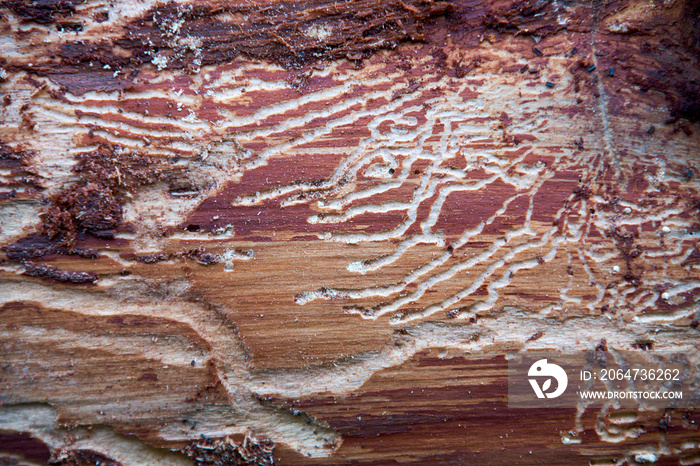 traces of beetles on a tree under the bark