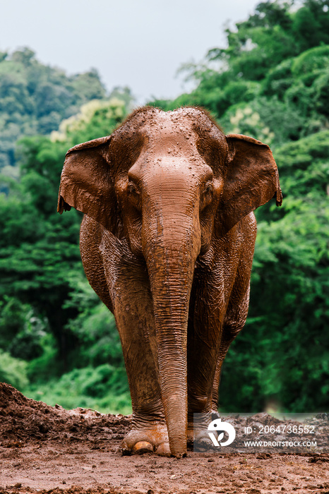 Asian Elephant in a nature at deep forest in Thailand