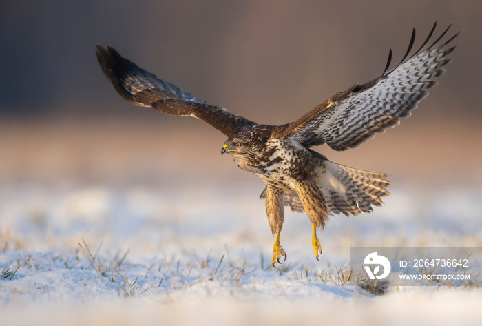 普通秃鹰（Buteo Buteo）