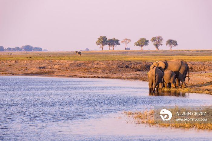 日落时分，一群非洲大象从乔贝河喝水。野生动物野生动物园和游船