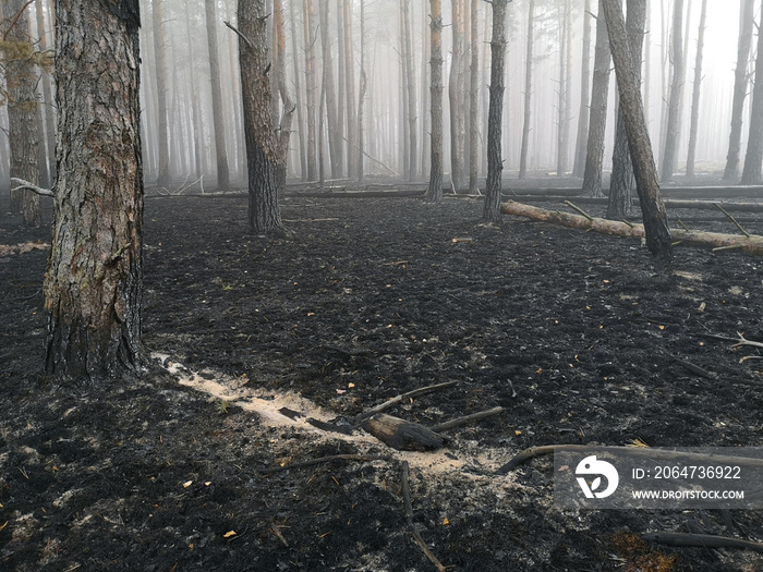 泥炭地着火了。森林火灾及其后果