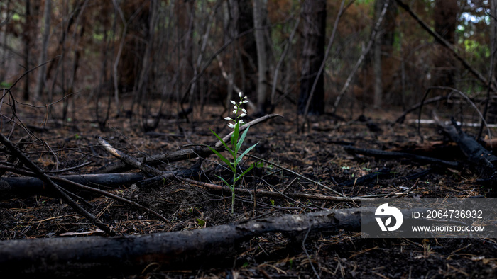 Thirst for life and renaissance of plants after a forest fire. White flowers grew in the burnt fores