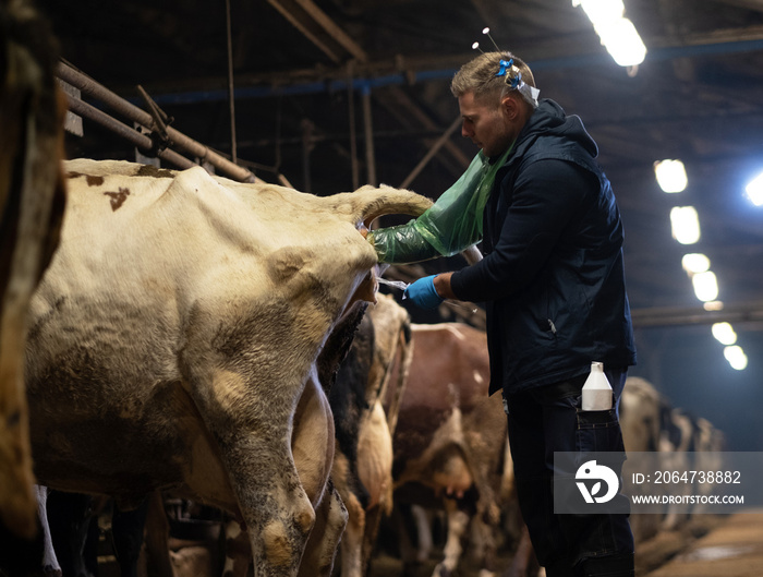 A veterinarian makes the procedure of artificial insemination of a cow in a farm
