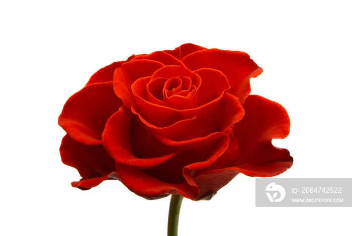 red rose isolated