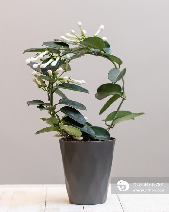 白花Stephanotis floribunda花卉植物