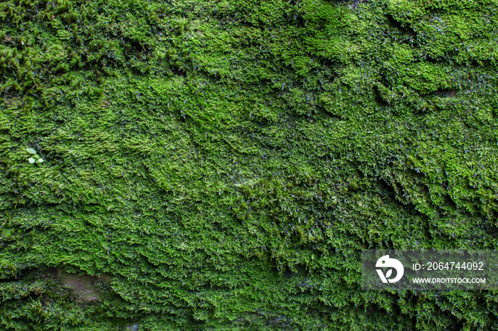 苔藓质地。苔藓背景。绿色苔藓，粗糙纹理，背景