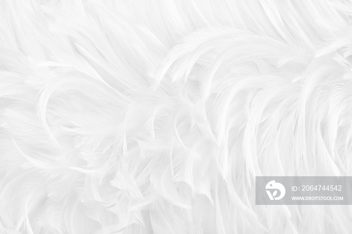 Beautiful white grey bird feathers pattern texture background.