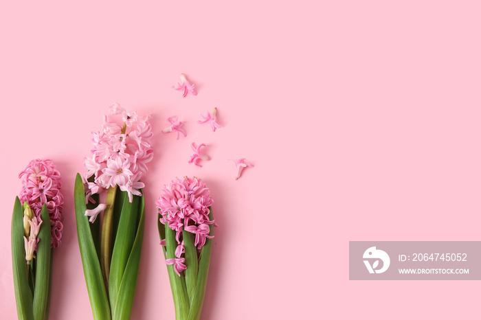 Beautiful blooming hyacinth plants on color background