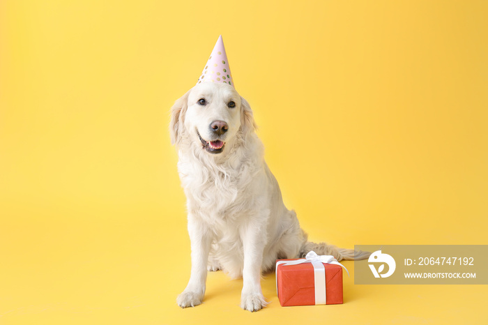 戴着派对帽子，背景是礼物的可爱狗狗