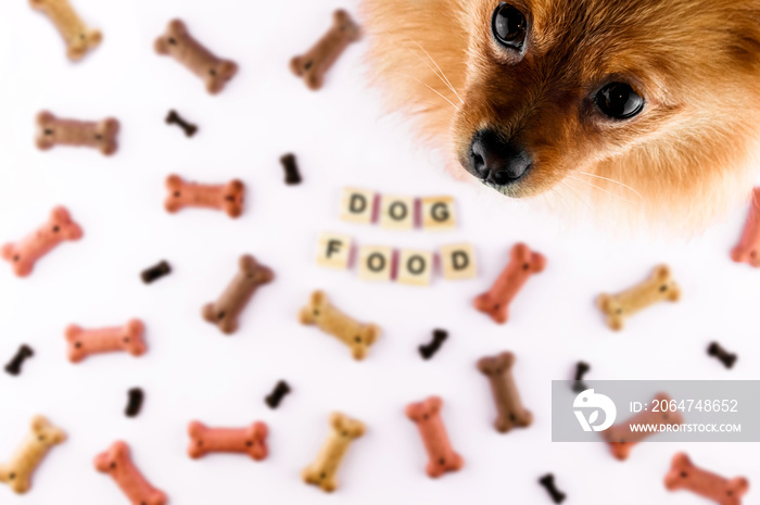波美拉尼亚犬在镜头中看着，食物图案是用骨头形状的干零食做成的。单词dog f