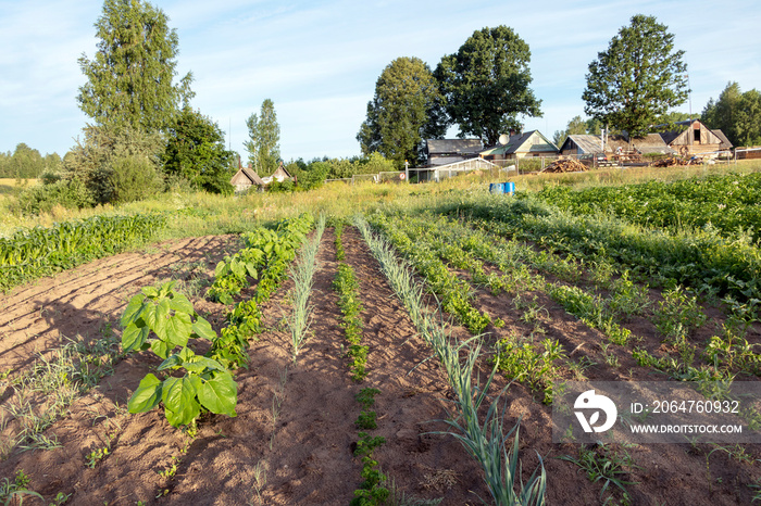 Vegetables growing in permaculture garden, traditional countryside landscape