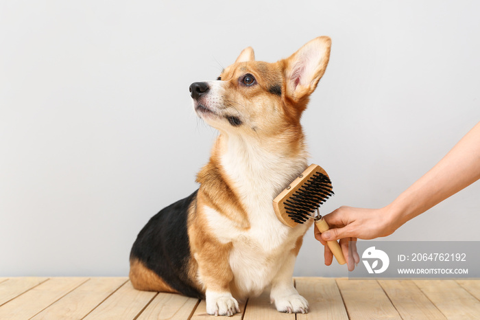 Owner brushing cute dog on light background